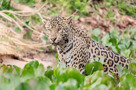 Hunting, deforestation, and fire threaten jaguars in the Amazon Rainforest