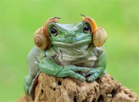 50 Adorable And Funny Frog Pics To Make Your Day Better | Bored Panda