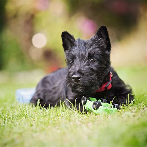 Scottish Terrier - Full Profile, History, and Care