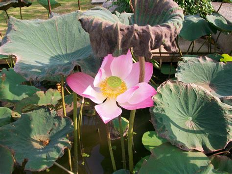 Lotus,flower,thailand,nature,lotus flowers - free image from needpix.com