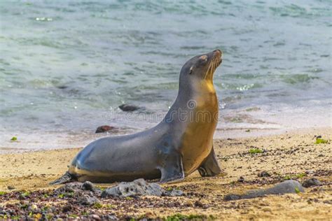 Two Sea Wolf at Shore of Beach, Galapagos, Ecuador Stock Image - Image ...