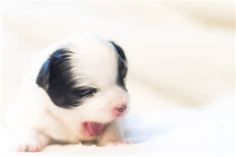 Pompooshits - Pompoodle with Shihtzu - Pomeranian Poodle Shihtzu