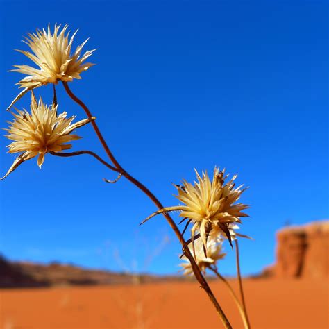 AndrewINK Nature Photography | Desert flowers, Nature photography ...