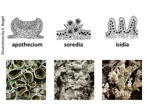 LICHEN BIOLOGY – Ohio Plants