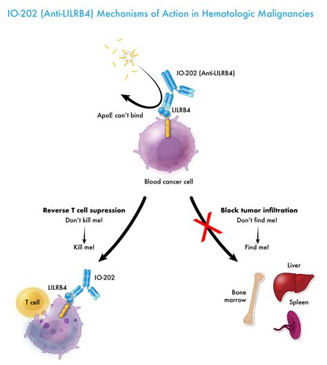 IO-202 — Immune-Onc Therapeutics