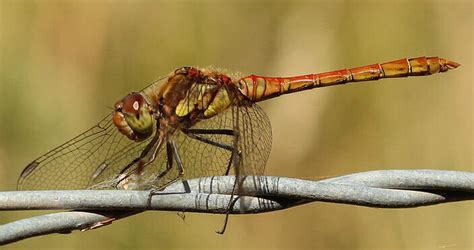 Dragonflies - British Dragonfly Society