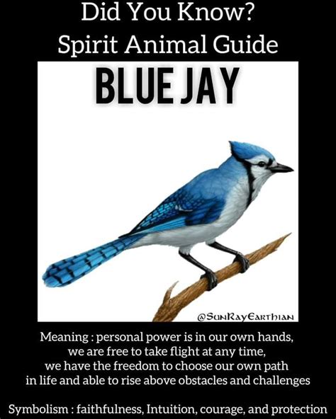 Blue jay symbolism spiritual meanings of seeing blue jays – Artofit