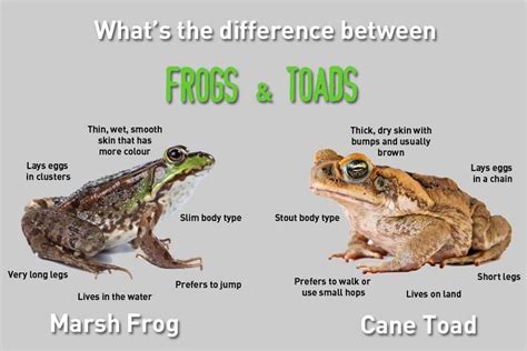 Frogs VS Toads | Frog and toad, Frog, Toad