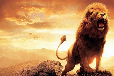 Lion Roaring Wallpapers - Top Free Lion Roaring Backgrounds - WallpaperAccess