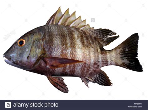 Pargo Fish High Resolution Stock Photography and Images - Alamy