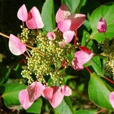 Pink Climbing Hydrangea Vine - PlantingTree