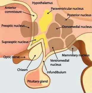 Supraoptic nucleus Paraventricular nucleus dorsomedial nucleus Ventromedial nucleus Tuberal ...