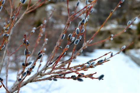 Budding Trees Meditation and Workshop on March 2, 2022 – Eagle Skyfire