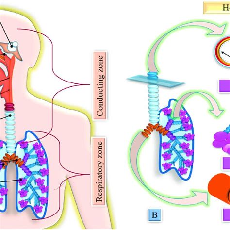 A. Respiratory tract anatomy: Conducting and respiratory zone: The... | Download Scientific Diagram