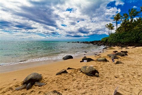 Turtle Beach | Turtle beach, Hawaii beaches, Ocean life