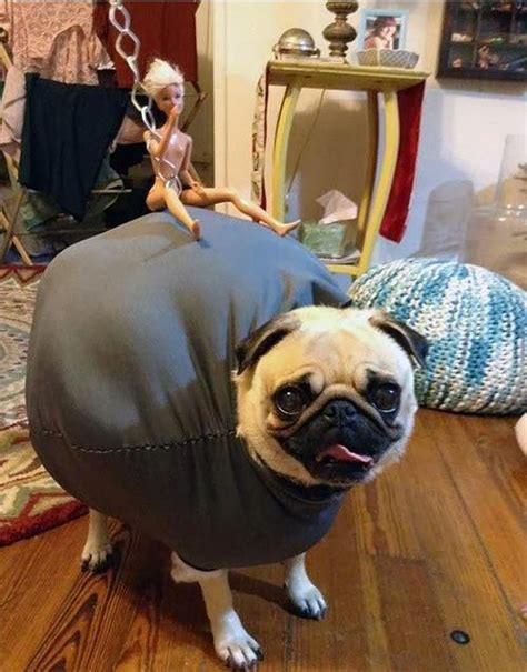 The 25 Insanely Funny Dog Costumes Ever