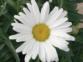 Shasta Daisy – Growing and Caring for Shasta Daisy Flowers | Garden Design