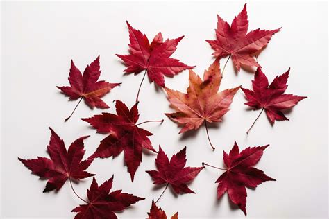 red maple leaves isolated on white background, generate ai 24445312 ...