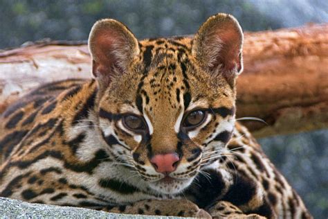 Say hello to Rio | Our ocelot cub has grown so much it's har… | Flickr