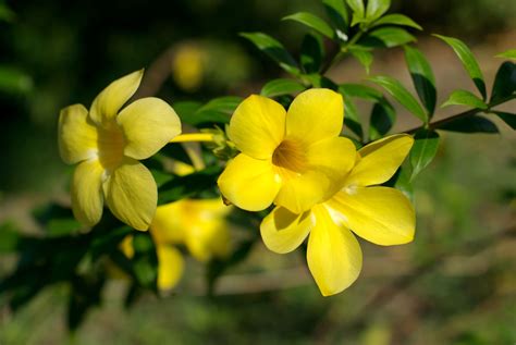 🌼Yellow Allamanda 🌼 | Flores brasileiras, Flores