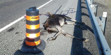 Dead moose and Muskoka road safety | MuskokaRegion.com