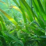 percent to 50 percent of the seagrass beds have been lost | Save the Philippine Coral Reefs