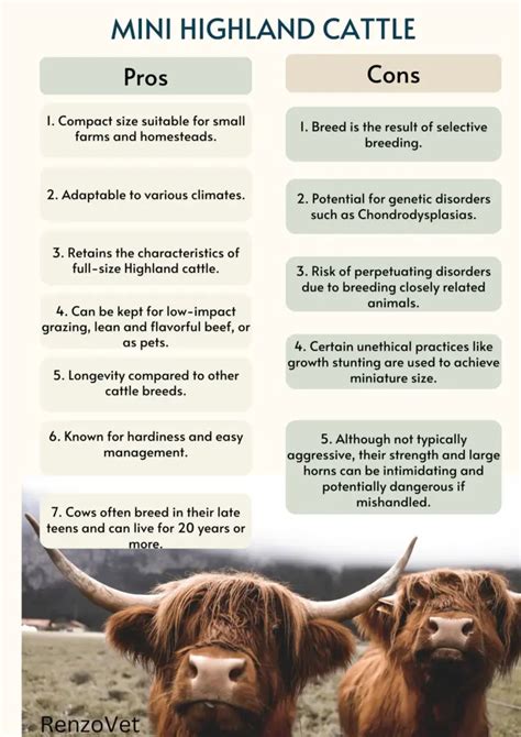 Highland Miniature Cow: Pros, Cons, And Essential Care