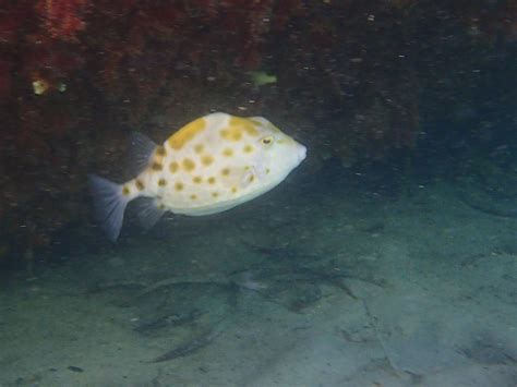 OMEO Wreck Snorkeling | Western Australian Naturalists Club