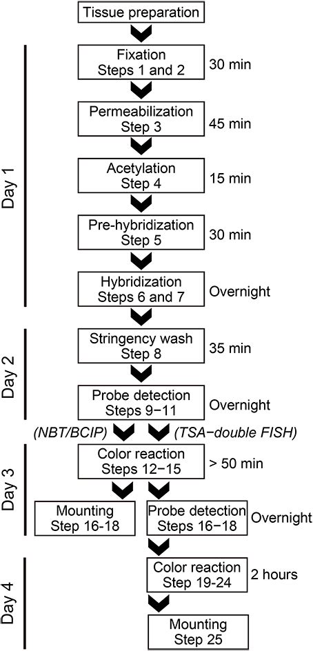 In Situ Hybridization Protocol - slidesharetrick