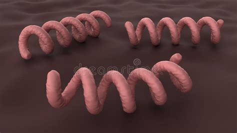 Treponema Pallidum Under a Microscope. Bacterium Which Causes Syphilis, Close-up View. 3D ...