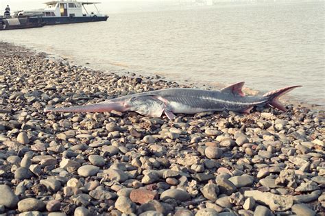 Chinese Paddlefish | River Monsters Wiki | Fandom