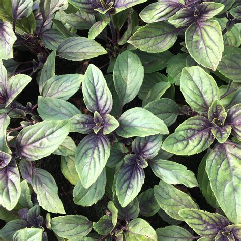 African Blue Basil - Herb Plug Plants | Rocket Gardens