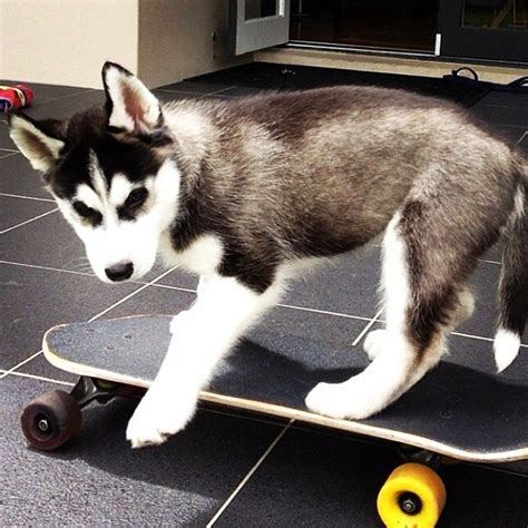 11 Things Only Husky Pup Parents Understand - BarkPost