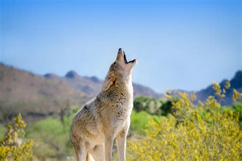 Howl of the Coyote | Colorado Recreational Ranches | Ranch Sellers