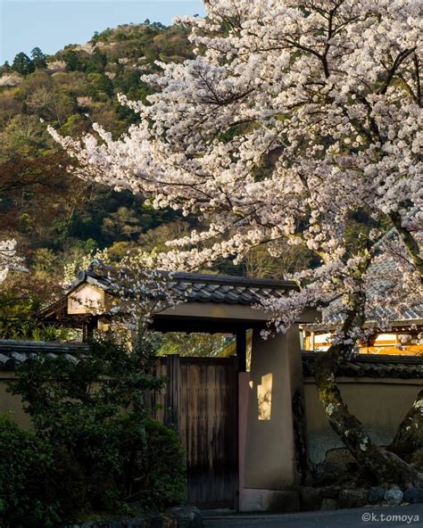 Cherry blossoms in Arashiyama, Kyoto; photo by konini6533 | Arashiyama, Cherry blossom, Kyoto