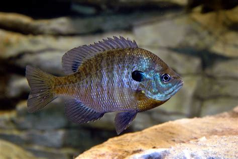 DNR researching ways to grow bigger bluegill in West Virginia lakes