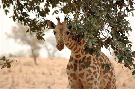 West African Giraffe - Giraffe Facts and Information