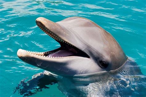 Ocean World Dolphin Swim 2024 - Puerto Plata