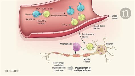 Immune-cell crosstalk in multiple sclerosis