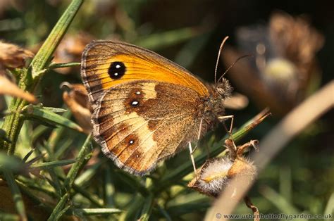 Gatekeeper Butterfly (Pyronia tithonus) | Urban Butterfly Garden