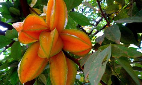 Carambola | Averrhoa carambola - Fox Press™