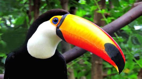 Toco Toucans