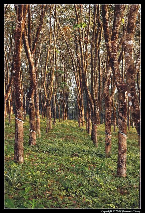 Rubber Plantation | Rubber Plantation in Kottayam, Kerala, I… | Flickr