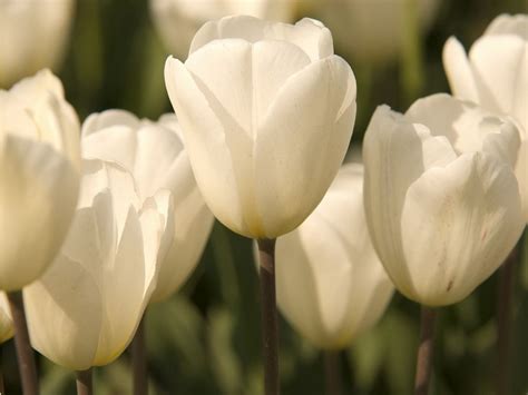 🔥 [50+] White Tulips Wallpapers | WallpaperSafari