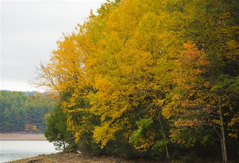 Fall foliage on the Neversink Reservoir