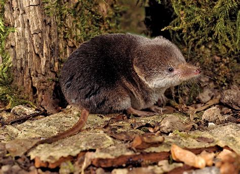 Shrew | Habitat & Facts | Britannica