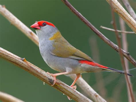 Red-browed Finch - Stephen Axford | Finches bird, Australian birds ...