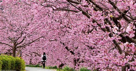 Cerisiers en fleurs : les plus beaux cerisiers du Japon - Jardin de ...