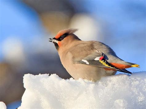 Bohemian Waxwing - eBirdr