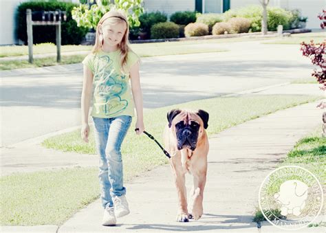 Obedience Training | Well Mannered Dog Training – Charleston, SC